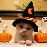 Click image for larger version

Name:	a.aaa-halloween-cat.jpg
Views:	455
Size:	35.0 KB
ID:	113340