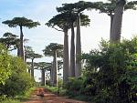 Click image for larger version

Name:	Baobab_Tree_001.jpg
Views:	162
Size:	55.9 KB
ID:	83791