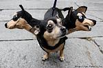 Click image for larger version

Name:	funny-dog-costume-cerberus.jpg
Views:	250
Size:	53.0 KB
ID:	114277