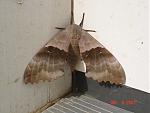 Click image for larger version

Name:	Huge moth.jpg
Views:	223
Size:	520.4 KB
ID:	31393