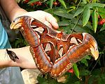 Click image for larger version

Name:	largest moth in the world.jpg
Views:	227
Size:	129.7 KB
ID:	31395