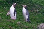 Click image for larger version

Name:	Yellow-eyed Penguins, Papanui Beach, Otago Peninsula 04.jpg
Views:	68
Size:	63.2 KB
ID:	96662