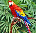 Click image for larger version

Name:	Parrot.jpg
Views:	415
Size:	53.3 KB
ID:	54326