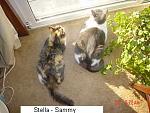 Click image for larger version

Name:	stella-Sammy.JPG
Views:	271
Size:	19.7 KB
ID:	74335