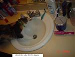 Click image for larger version

Name:	stella drinks water.JPG
Views:	258
Size:	35.2 KB
ID:	74337