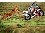 Click image for larger version

Name:	zebra%20lion.gif
Views:	219
Size:	101.3 KB
ID:	18063