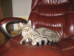 Click image for larger version

Name:	20091218_00_found_cat.jpg
Views:	325
Size:	720.6 KB
ID:	41743