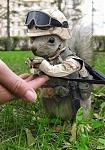 Click image for larger version

Name:	commando squirrel.jpg
Views:	308
Size:	59.8 KB
ID:	15776