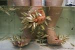Click image for larger version

Name:	fish_pedicure.jpg
Views:	194
Size:	32.7 KB
ID:	40656