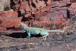 Click image for larger version

Name:	Collared Lizard.jpg
Views:	616
Size:	215.6 KB
ID:	31081