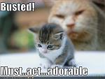 Click image for larger version

Name:	adorable-kitten.jpg
Views:	256
Size:	25.9 KB
ID:	93933