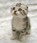 Click image for larger version

Name:	cute-cat1.jpg
Views:	242
Size:	25.5 KB
ID:	93959