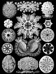 Click image for larger version

Name:	Haeckel_Ascidiae.png
Views:	568
Size:	169.2 KB
ID:	67121
