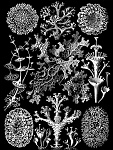 Click image for larger version

Name:	Haeckel_Lichenes.png
Views:	570
Size:	141.6 KB
ID:	67124