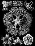 Click image for larger version

Name:	Haeckel_Ophiodea_70.png
Views:	566
Size:	138.5 KB
ID:	67125
