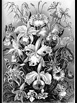 Click image for larger version

Name:	Haeckel_Orchidae.png
Views:	912
Size:	166.8 KB
ID:	67126