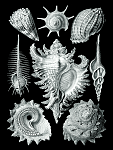 Click image for larger version

Name:	Haeckel_Prosobranchia.png
Views:	578
Size:	126.5 KB
ID:	67127