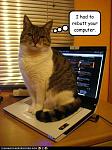 Click image for larger version

Name:	funny-pictures-cat-sits-on-your-laptop.jpg
Views:	263
Size:	36.9 KB
ID:	93988