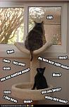 Click image for larger version

Name:	MomCat.jpg
Views:	281
Size:	64.0 KB
ID:	93989