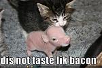 Click image for larger version

Name:	funny-pictures-kitten-tastes-uncooked-bacon1.jpg
Views:	167
Size:	30.1 KB
ID:	48624