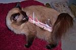 Click image for larger version

Name:	bacon-taped-to-cat-1.jpg
Views:	168
Size:	29.1 KB
ID:	48625