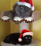 Click image for larger version

Name:	avatarChristmas.jpg
Views:	539
Size:	38.9 KB
ID:	117170