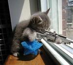 Click image for larger version

Name:	cat_sniper.jpg
Views:	173
Size:	46.6 KB
ID:	74491