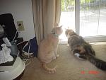 Click image for larger version

Name:	Goldie&Stella.JPG
Views:	151
Size:	154.9 KB
ID:	114506