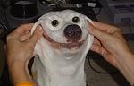 Click image for larger version

Name:	happy-dog-forced-smile-freaky-1303555329n.jpg
Views:	247
Size:	43.5 KB
ID:	92612