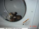Click image for larger version

Name:	Stella - Dryer 10-23-11.jpeg
Views:	191
Size:	27.3 KB
ID:	96009