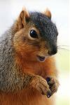 Click image for larger version

Name:	squirrel_laughing.jpg
Views:	224
Size:	107.6 KB
ID:	16235