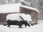 Click image for larger version

Name:	snowmoose.jpg
Views:	141
Size:	39.3 KB
ID:	62055