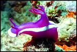 Click image for larger version

Name:	Nudibranch8.jpg
Views:	99
Size:	153.4 KB
ID:	108634
