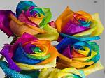 Click image for larger version

Name:	colorful roses.jpg
Views:	212
Size:	52.4 KB
ID:	31466