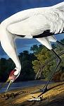 Click image for larger version

Name:	WhoopingCrane.jpg
Views:	243
Size:	348.9 KB
ID:	66050