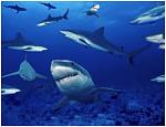 Click image for larger version

Name:	sharks.JPG
Views:	194
Size:	49.4 KB
ID:	61920