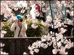 Click image for larger version

Name:	Sakura2013d.jpg
Views:	156
Size:	256.7 KB
ID:	103664