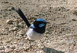 Click image for larger version

Name:	Superb fairy wren (M), Cranbourne 7.jpg
Views:	155
Size:	89.7 KB
ID:	96199