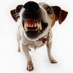 Click image for larger version

Name:	dog-teeth-biting-bite-mad-500x500.jpg
Views:	252
Size:	36.0 KB
ID:	73008