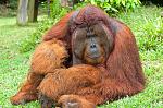 Click image for larger version

Name:	orangutan.jpg
Views:	207
Size:	474.3 KB
ID:	111254