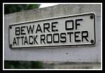 Click image for larger version

Name:	Beware_of_Attack_Roosters_by_xSpiffyX.jpg
Views:	290
Size:	66.3 KB
ID:	16454
