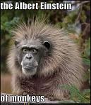 Click image for larger version

Name:	albert monkey.jpg
Views:	205
Size:	47.3 KB
ID:	93821