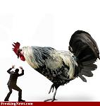 Click image for larger version

Name:	Big-Chicken--29515.jpg
Views:	166
Size:	34.3 KB
ID:	72644