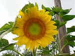 Click image for larger version

Name:	Sunflower.jpg
Views:	181
Size:	641.8 KB
ID:	52294