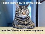 Click image for larger version

Name:	Hamster1.jpg
Views:	156
Size:	43.4 KB
ID:	96029