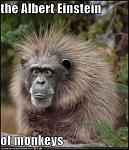 Click image for larger version

Name:	albert monkey.jpg
Views:	203
Size:	47.3 KB
ID:	93821