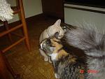 Click image for larger version

Name:	Goldie licks Stellas ear.jpg
Views:	255
Size:	201.4 KB
ID:	74336