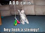 Click image for larger version

Name:	funny-pictures-apparently-your-kitten-has-an-attention-disorder.jpg
Views:	920
Size:	33.8 KB
ID:	17017