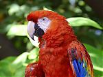 Click image for larger version

Name:	Parrot.jpg
Views:	403
Size:	111.9 KB
ID:	7151