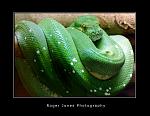 Click image for larger version

Name:	Emerald-Boa.jpg
Views:	125
Size:	959.6 KB
ID:	103955